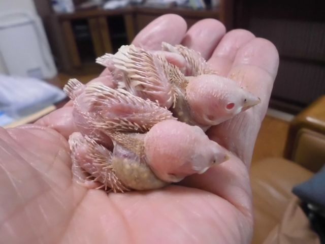 クリーム文鳥雛　新潟より