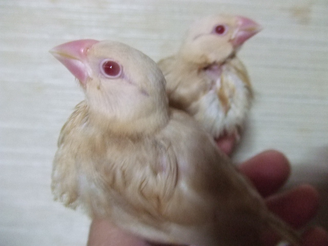 手乗りクリームぶんちょう