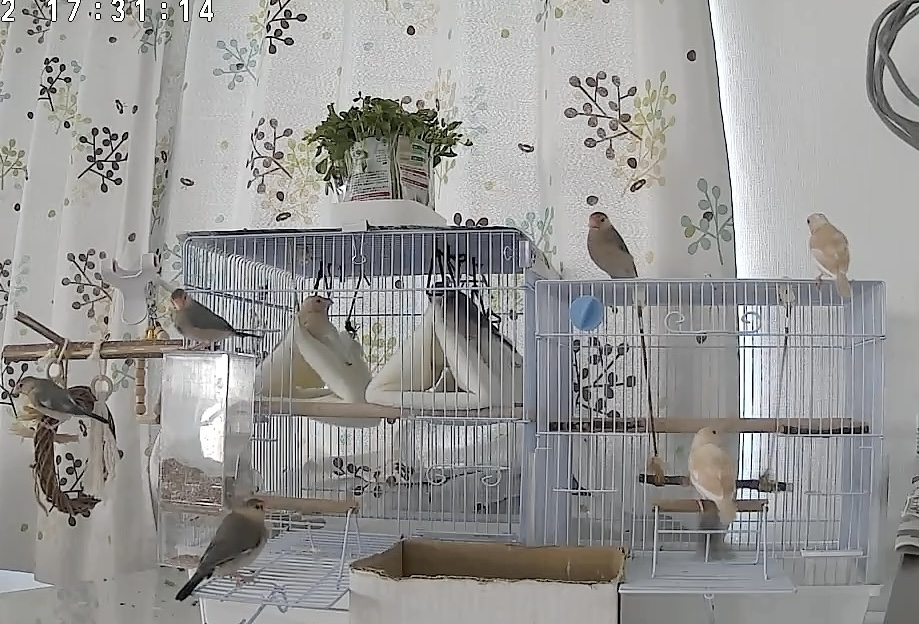 シナモン文鳥🌸サクラ文鳥🐧