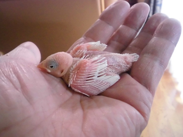 白文鳥雛　新潟より
