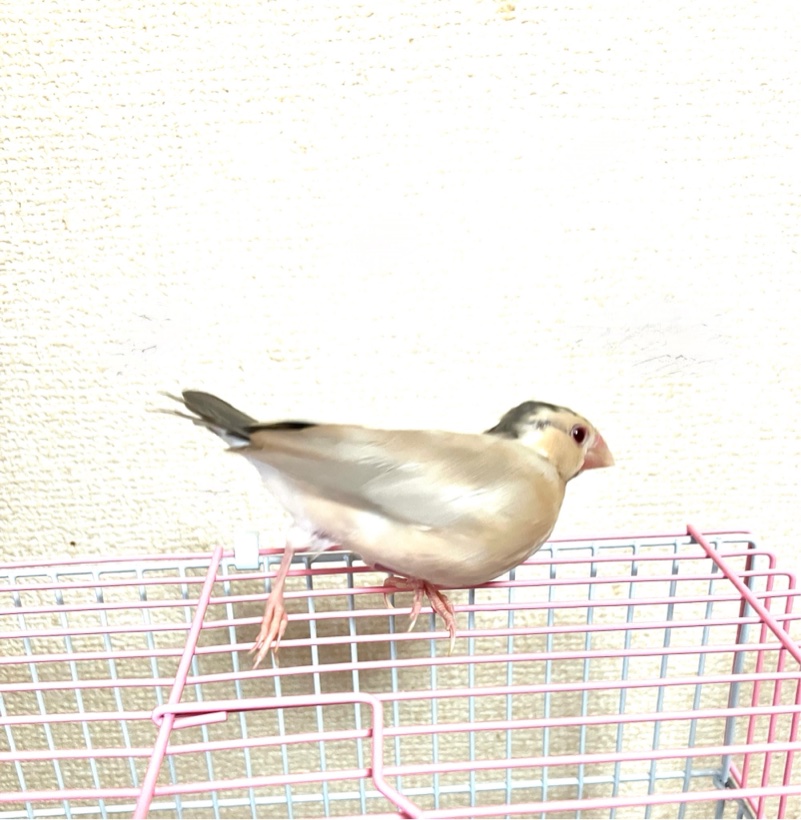 手乗り　シナモン文鳥
