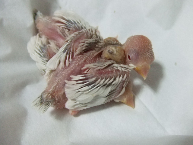 手乗りシルバーイノ赤目