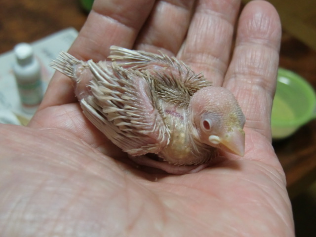 Re: 手乗りクリーム文鳥新潟