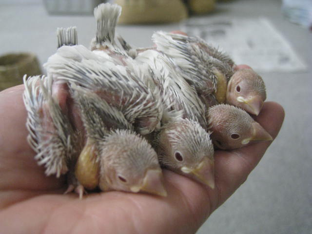 ライトシルバーイノ雛里親募集