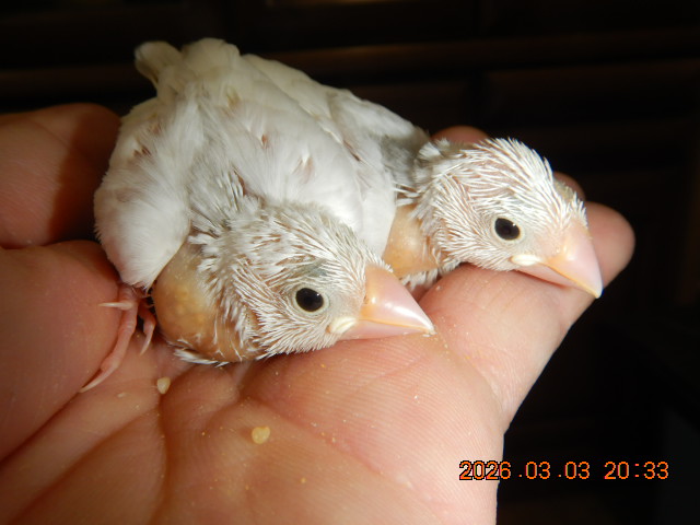 白文鳥ヒナ　里親募集！