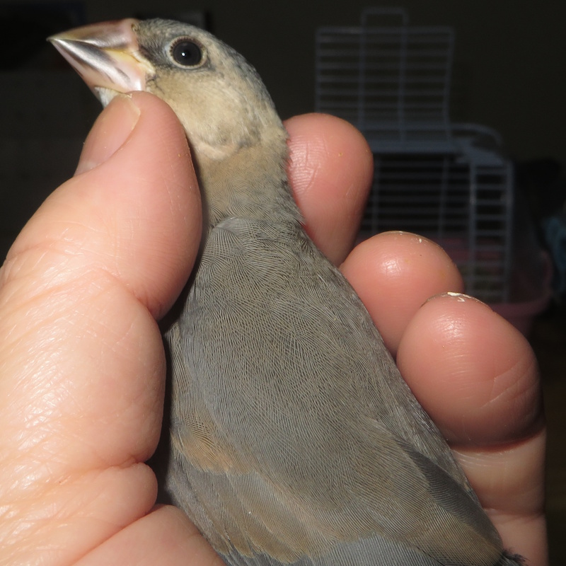 桜ヒナセール中