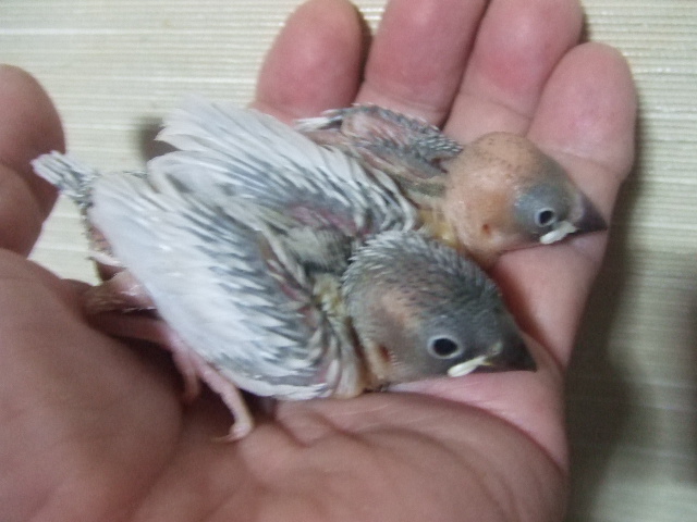 手乗り文鳥シルバーぶんちょう