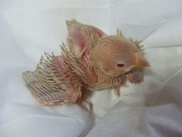手乗りシナモンぶんちょう