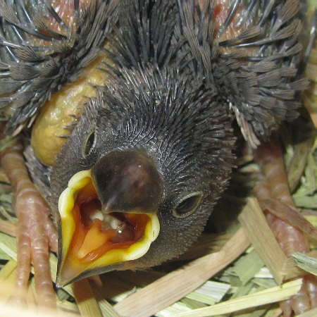 孵化１８日目の文鳥ヒナ（イート）２