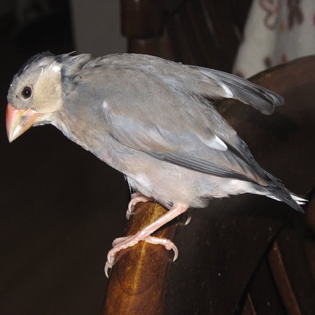 「オッポナ」化している文鳥（ミョー）