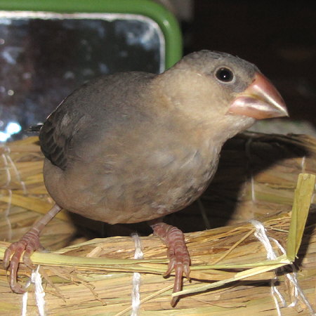 牧草を抑えた中雛文鳥（イート）