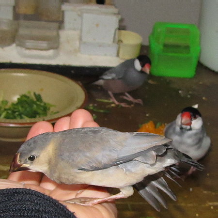 孵化３０日目の文鳥ヒナ（イート）３