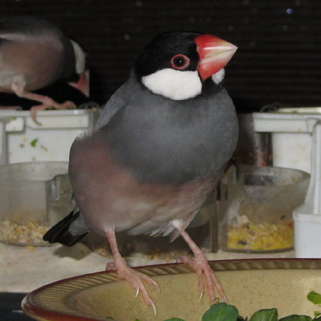 桜文鳥（テン）