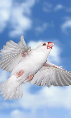 携帯待受《空翔ける白文鳥》