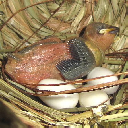 孵化11日目の文鳥《アラ》