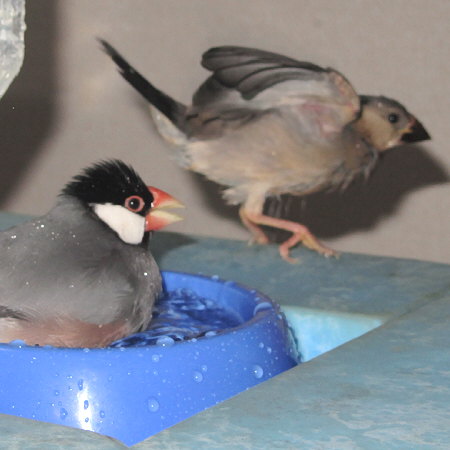 水浴び好きなヒナ文鳥（ミョー）3