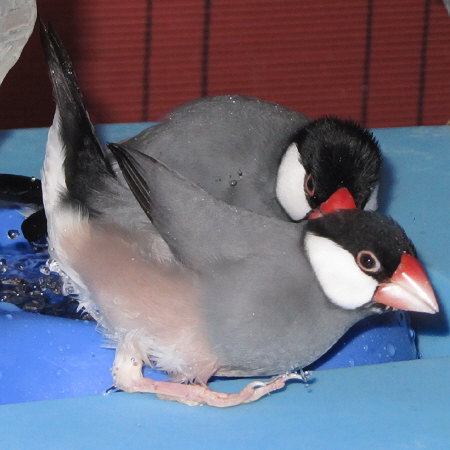 カメラ目線の文鳥（エコ）３