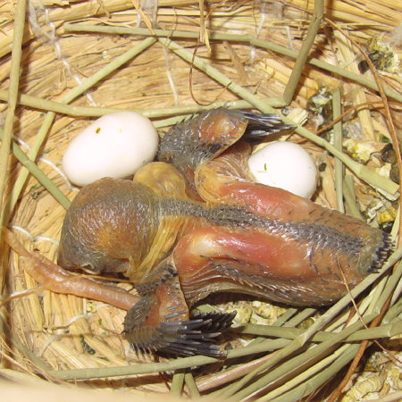 孵化１３日目の文鳥（イート）