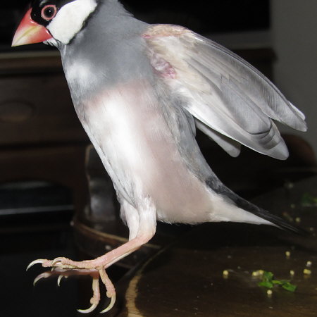 文鳥ジャンプ（ミョー）