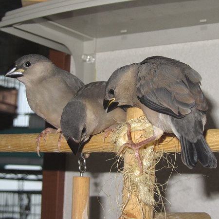 孵化２９日目の文鳥ヒナたち