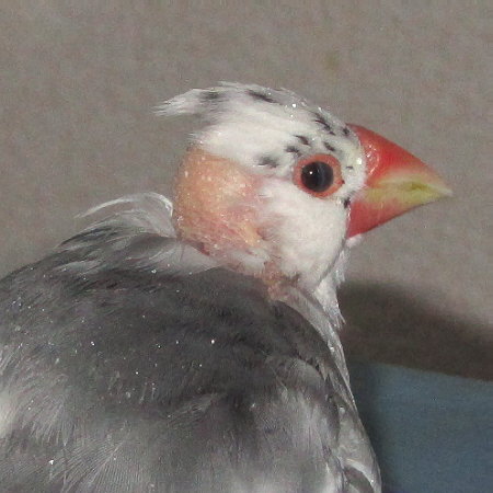 後頭部がさらに禿げた文鳥２（ケコ）