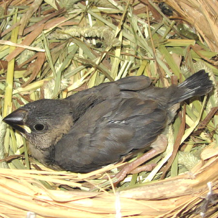 孵化21日目の文鳥《アラ》