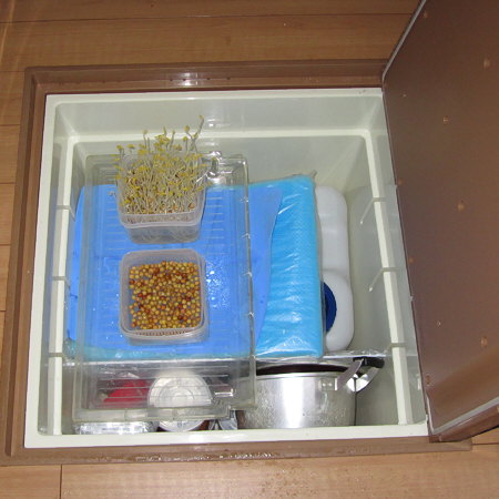 床下モヤシ（豆苗）