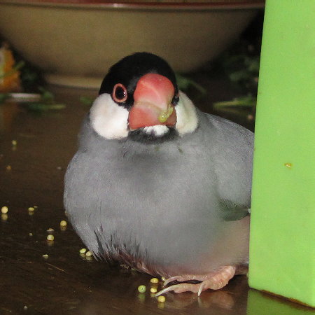 事故後の文鳥2（ポン）