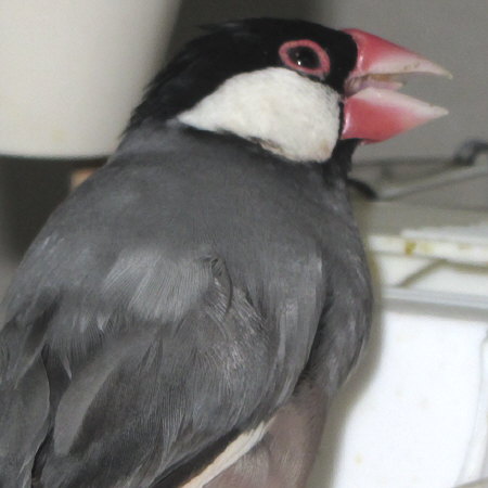 モミを食べる文鳥（キュー様）