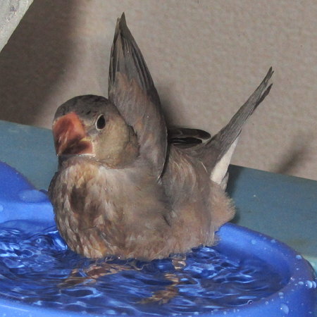 水浴びするヒナ文鳥（イート）