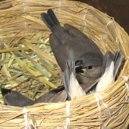 頭隠して尻隠さず文鳥