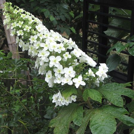 柏葉紫陽花
