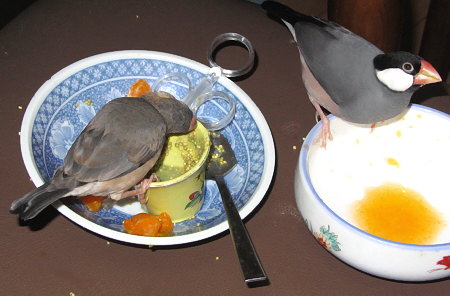 盗み食いする母子文鳥（イート・クリ）