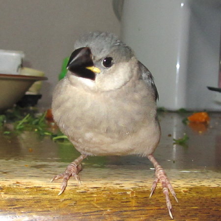 孵化３０日目の文鳥ヒナ（ミョー）