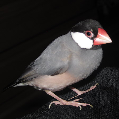 文鳥の疑いの目つき(イッツ)