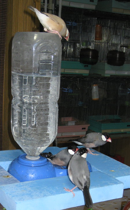 水浴びを覗く文鳥