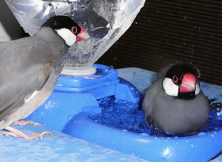一卵性父娘文鳥(シュー・キュー)