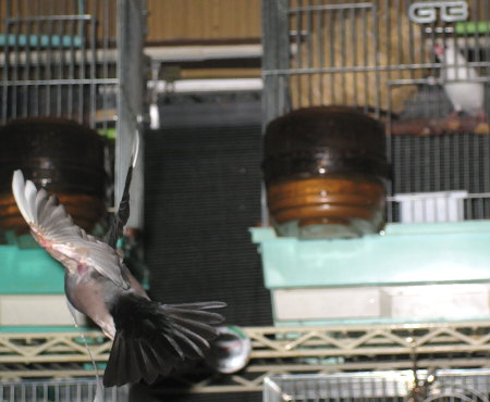 新聞紙を運ぶオス文鳥(キュー)