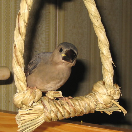 孵化28日目の文鳥ヒナ(マナツ)