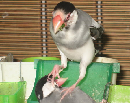 ゴンを踏みつけるハゲシマ