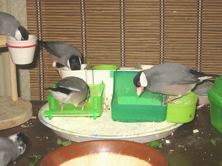 食事中のみなさん