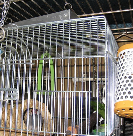 老文鳥に暖房(クラ)