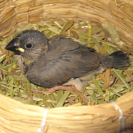 孵化22日目の文鳥ヒナ(クリ)