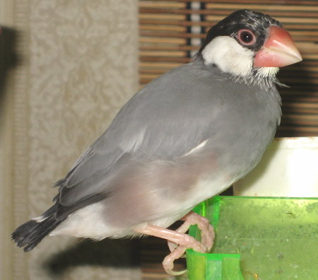 オッポナのハル