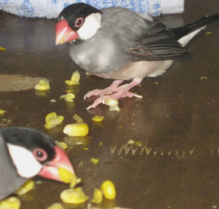 トウモロコシを食べに来たゴンナ様