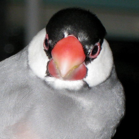 顔つきの悪い?メスの桜文鳥(カエ)