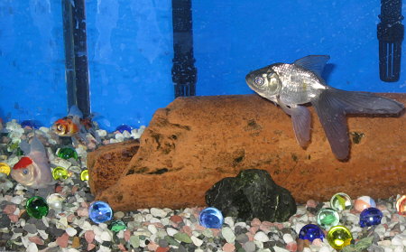 金魚(丹頂・東錦・青文魚)