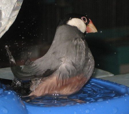 水浴びする文鳥(カナ)