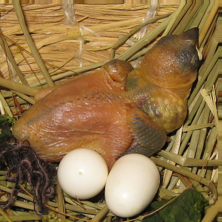 孵化9日目の文鳥ヒナ(「トミ」)