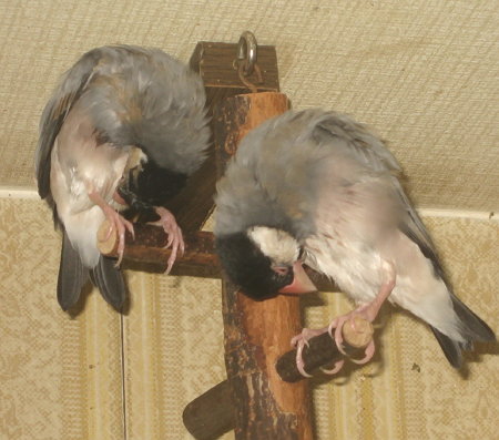 羽づくろいする文鳥